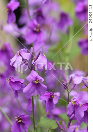 オオアラセイトウ オオアラセイトウ 24034413