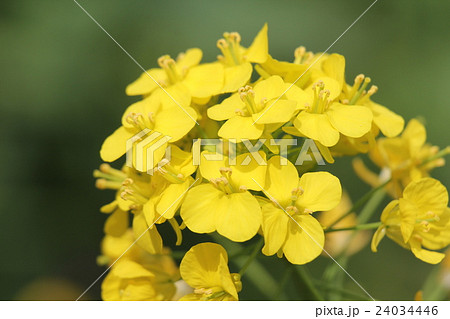 セイヨウアブラナ 24034446