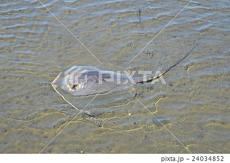 アカエイ（多摩川河口／東京都大田区） 24034852