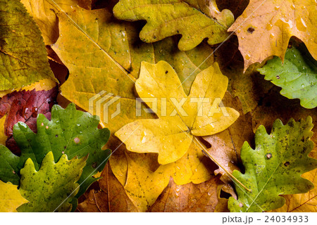 Autumn composition. Close up of colorful leaves 24034933