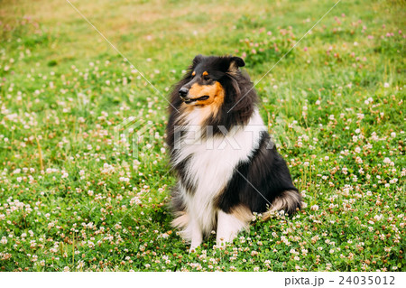 Tricolor Rough Collie, Scottish Collie, Long 24035012