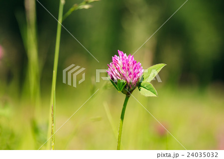 Blooming Wildflowers Alsike Clover Or Trifolium Blooming Wildflowers Alsike Clover Or Trifolium 24035032