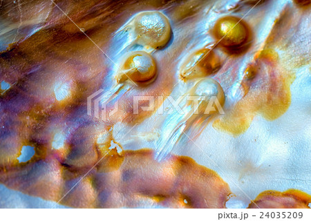 Iridescent nacre mother-of-pearl 24035209