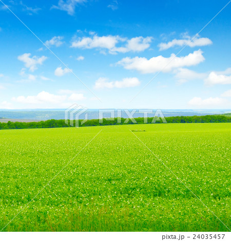 green field and blue sky with light clouds green field and blue sky with light clouds 24035457