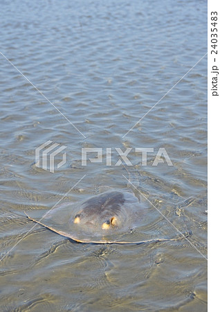 アカエイ(多摩川河口/東京都大田区) アカエイ(多摩川河口/東京都大田区) 24035483