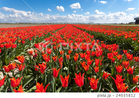 Tulips. Beautiful colorful red flowers Tulips. Beautiful colorful red flowers 24035812