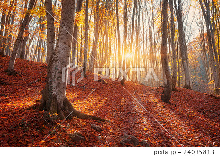 Colorful autumn landscape. Forest at sunset Colorful autumn landscape. Forest at sunset 24035813