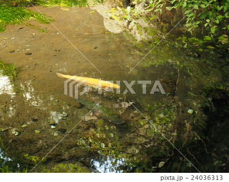 山梨県忍野村の忍野八海 お釜池に泳ぐ金色のニジマスの写真素材