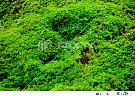 苔の庭 苔の庭 24037008