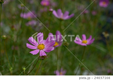 咲き乱れるコスモスの花 咲き乱れるコスモスの花 24037108