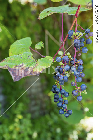 やまぶどう 24037143