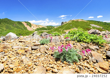 本白根山の駒草2 本白根山の駒草2 24037252