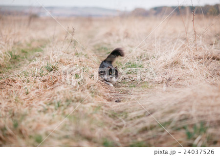 munchkin kitten outdoors. Black cat that walks by munchkin kitten outdoors. Black cat that walks by 24037526