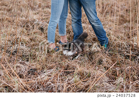 munchkin kitten outdoors. a married couple and munchkin kitten outdoors. a married couple and 24037528