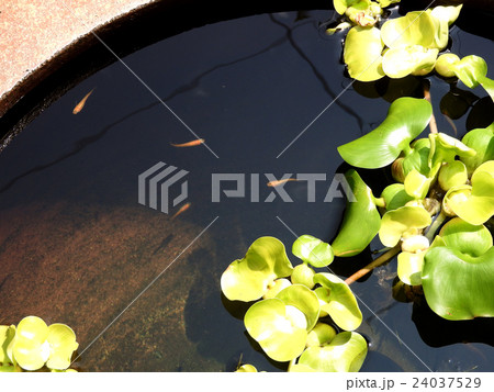 メダカ ホテイ草 鉢 水槽 メダカ ホテイ草 鉢 水槽 24037529