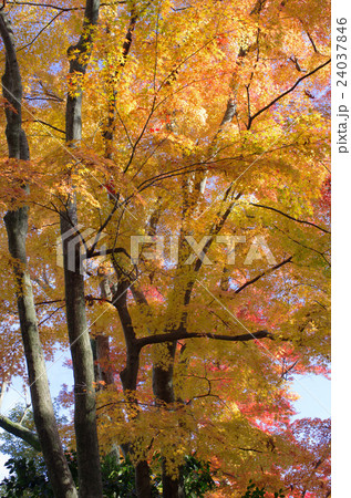 紅葉の金沢・兼六園 紅葉の金沢・兼六園 24037846