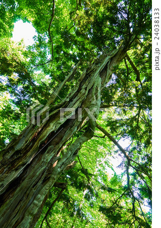 イチイの老木 イチイの老木 24038133
