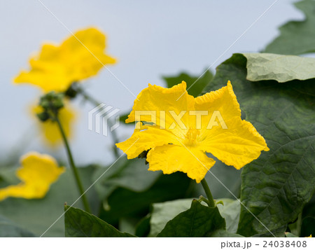 ヘチマの花 24038408
