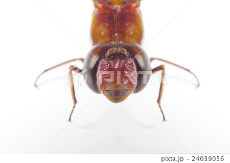 ショウジョウトンボ 猩々蜻蛉 頭部拡大の写真素材