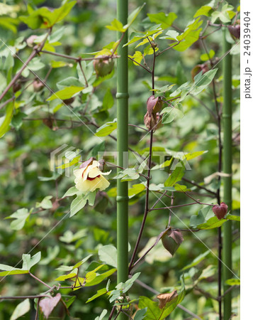 和綿の花 24039404
