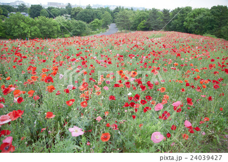 poppy / ポピー poppy / ポピー 24039427