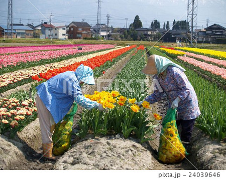 チューリップの摘花 チューリップの摘花 24039646