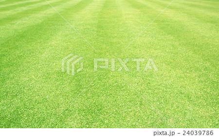 Golf Courses green lawn Golf Courses green lawn 24039786