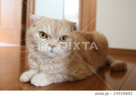 首をかしげる猫 首をかしげる猫 24039892
