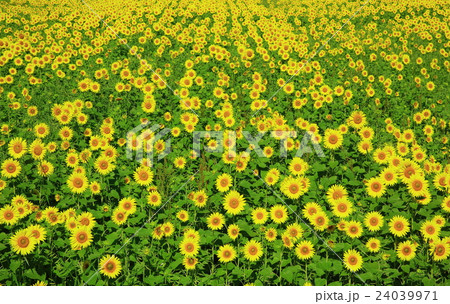 岩手県矢巾 ひまわり畑 岩手県矢巾 ひまわり畑 24039971