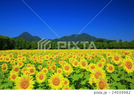 岩手県矢巾 ひまわり畑の写真素材