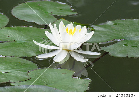 水連池「水連の花」ハイキング道:大阪府、府民の森 水連池「水連の花」ハイキング道:大阪府、府民の森 24040107