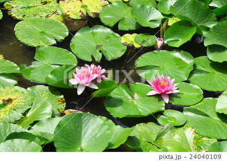 水連池「水連の花」ハイキング道:大阪府、府民の森 水連池「水連の花」ハイキング道:大阪府、府民の森 24040109