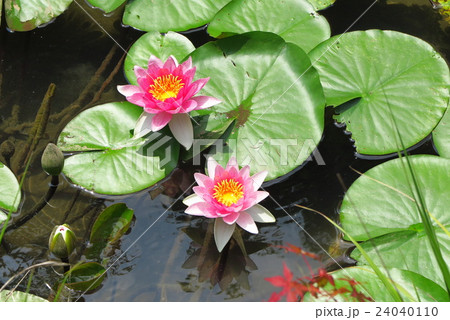 水連池「水連の花」ハイキング道:大阪府、府民の森 水連池「水連の花」ハイキング道:大阪府、府民の森 24040110