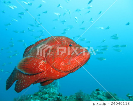 アザハタ 24040118