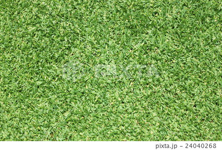 Golf Courses green lawn Golf Courses green lawn 24040268