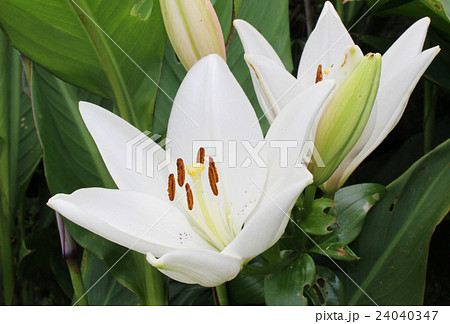 白いユリの花 白いユリの花 24040347