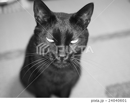 black cat making angry face showing teeth on pink background, Stock image