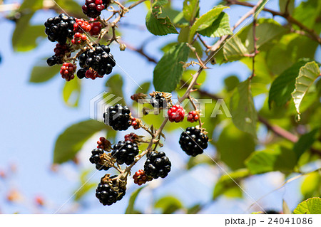 Blackberry Blackberry 24041086