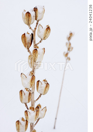 冬のウバユリ 冬のウバユリ 24041236