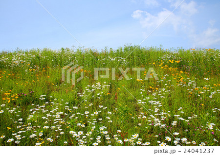 初夏の野 24041237