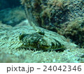 ヒラメ 24042346