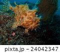 カエルアンコウ 24042347