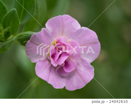 愛らしい八重のポーチュラカ 24042610