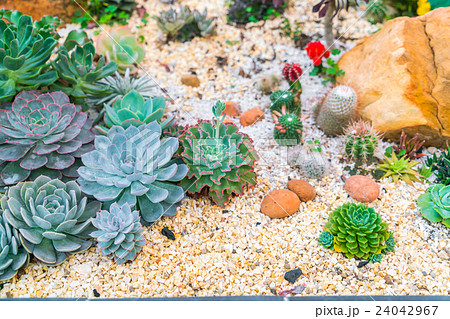 Beautiful small cactus field . 24042967