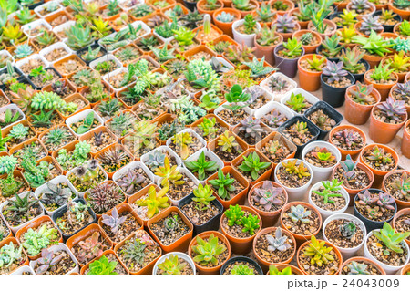 Beautiful small cactus field . 24043009