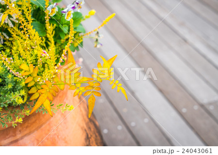 Outdoor plant in a traditional wooden floor . Outdoor plant in a traditional wooden floor . 24043061