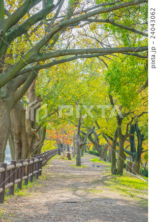 Way in forest . Way in forest . 24043062