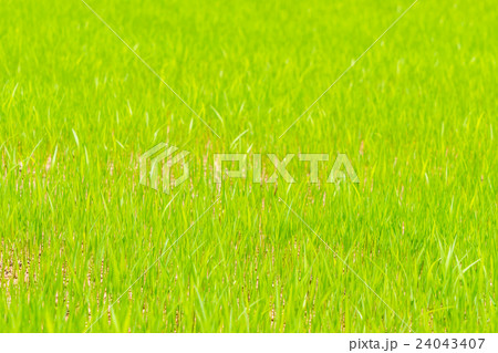Green rice field . 24043407