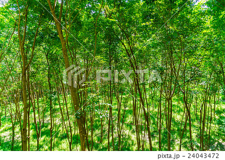 Para rubber tree . Para rubber tree . 24043472