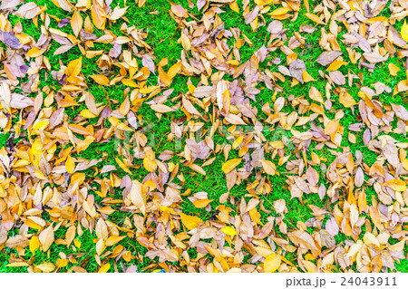 Red Yellow autumn maple leaves on fresh spring green grass Red Yellow autumn maple leaves on fresh spring green grass 24043911